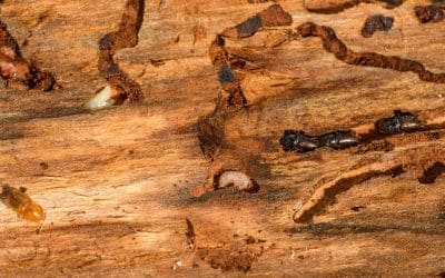 Does Homeowners Insurance Cover Termite Damage?