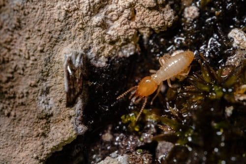 Termite damage home insurance guide