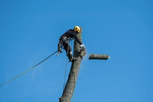 Man cutting down a tree near a residential property in Arkansas for tree removal and home insurance maintenance.